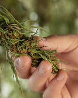 Is Hemp-Derived THC Legal in Louisiana? 2026 Guide + Why You Can Buy It Without a Medical Card