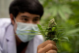 Hemp-Derived THC vs. Medical Marijuana: Key Differences, Effects & Why It Matters in Louisiana