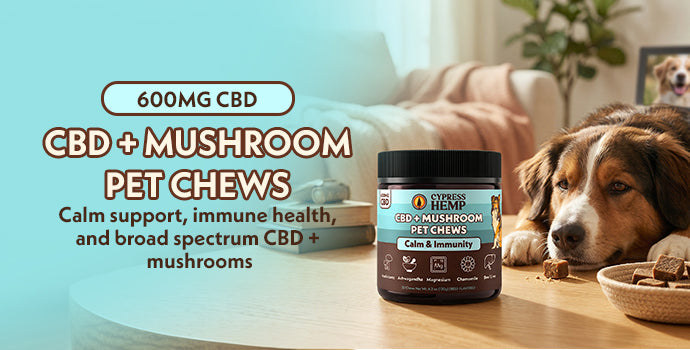 Cypress Hemp Calm and Immunity pet chews jar on table with dog