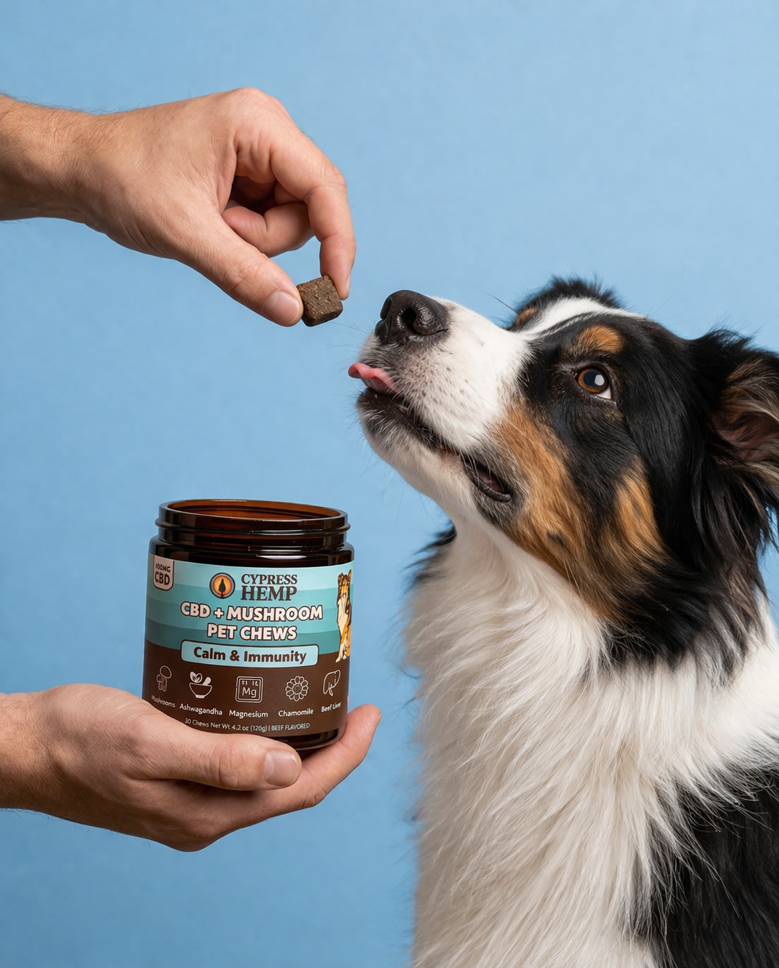 Dog being fed a Cypress Hemp Calm and Immunity pet chew