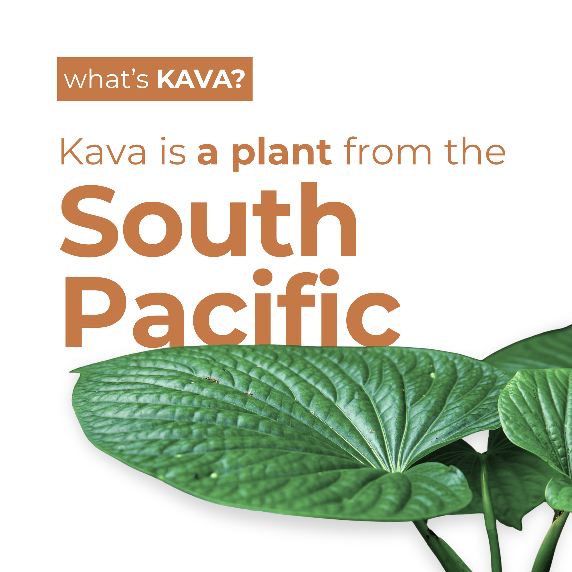 Leilo Sugar-Free Kava Tonic | Non-Alcoholic Social Tonic | 12 fl oz