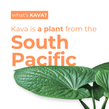 Leilo Kava Tonic | Non-Alcoholic Social Tonic | 12 fl oz